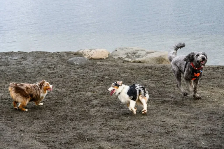 Read more about the article What to do when dogs attack dogs