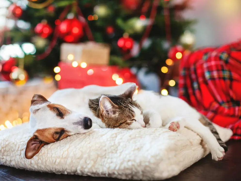 Prepare for the holidays with your pets in mind