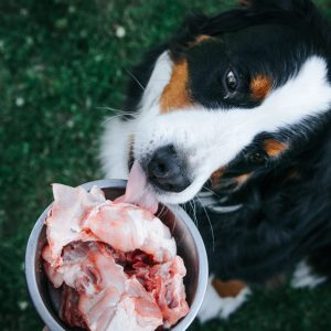 Meaty bones great for canine dental health