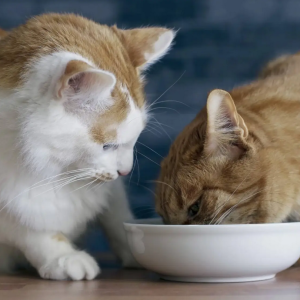 Introducing new food to your cats