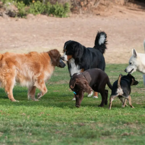 It’s spring — time for cleanup and the dog park