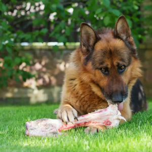 Taking care of ‘doggy breath’