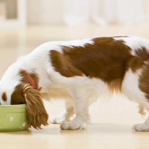 Finding alternatives to raw pet food