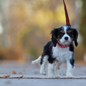 Benefits of a fresh food diet for pets