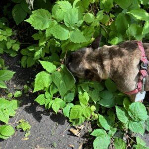 Berries best for your pet in moderation
