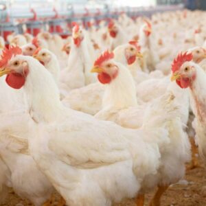 Clearing the air on avian influenza