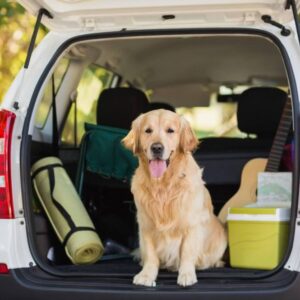 Tips for safe travels with your pets