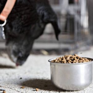 Better pet food leads to better pet health