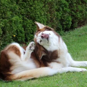 Why does my pet scratch