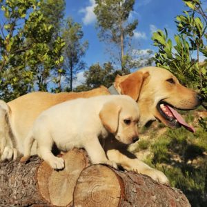 Proper breeding leads to loveable pups