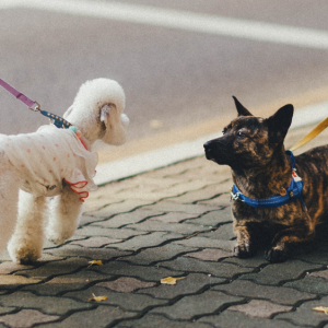 The many benefits of walking your dogs