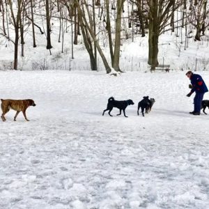 Winter reminders for pet-owners