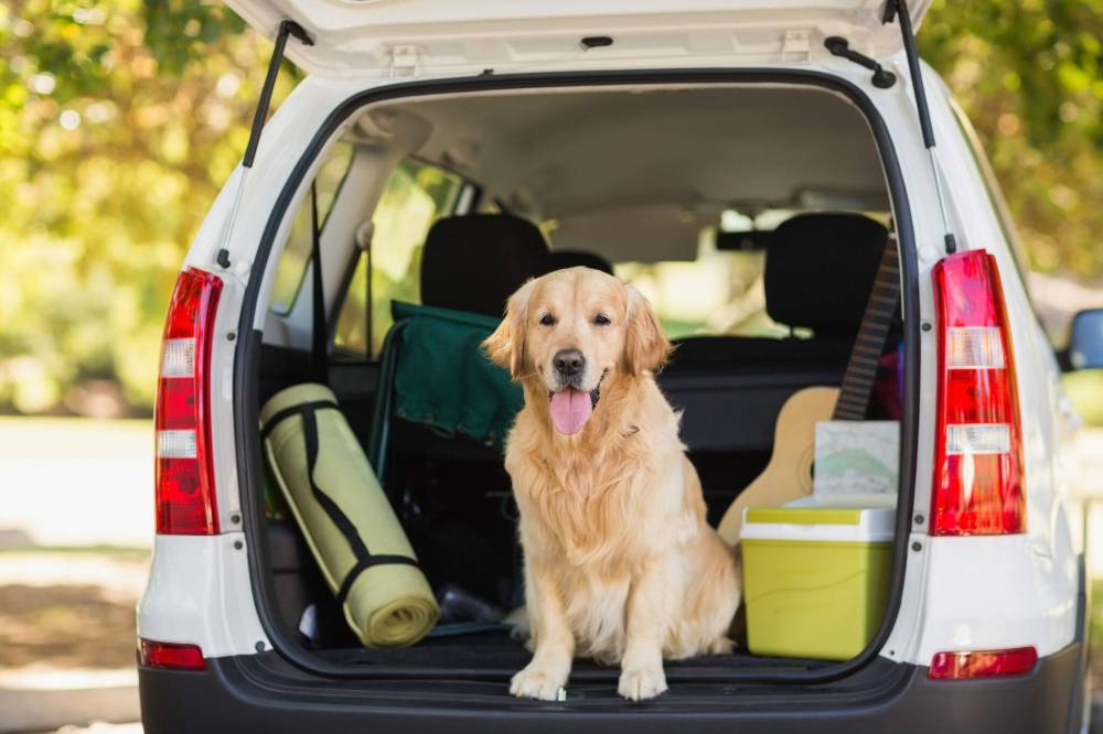  Tips for safe travels with your pets
