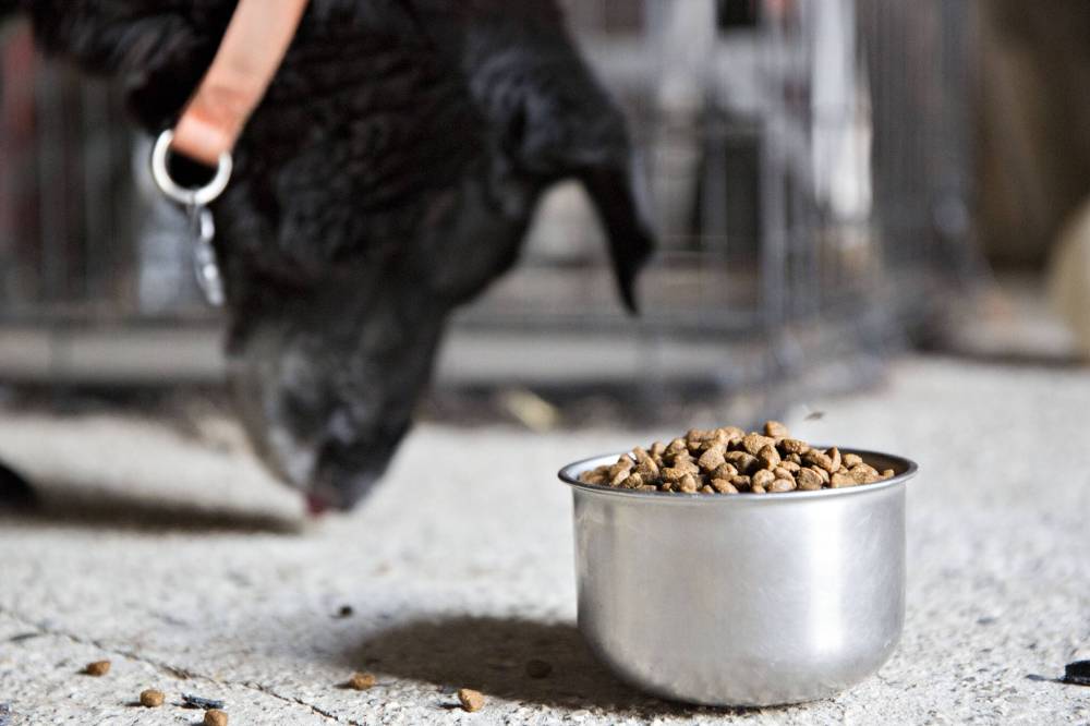 Read more about the article Better pet food leads to better pet health